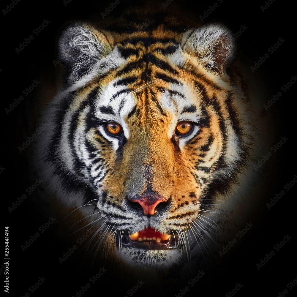 Tiger Athlete athlete profile head shot